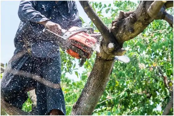 tree services Minong
